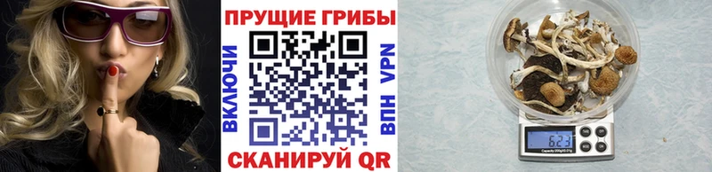Галлюциногенные грибы Psilocybe  даркнет сайт  Афипский 